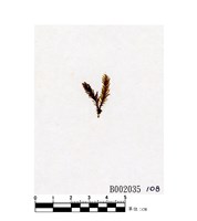 藏品(網孔鳳尾苔)的圖片